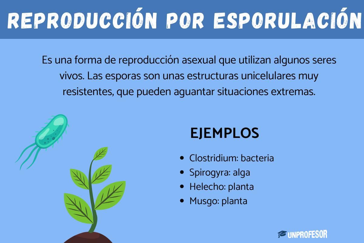 Reproducción por esporulación - ejemplos