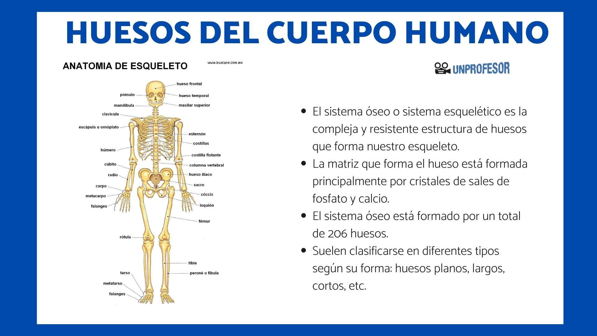 Huesos Del Cuerpo Humano Y Sus Nombres Con ImÁgenes Y Esquemas