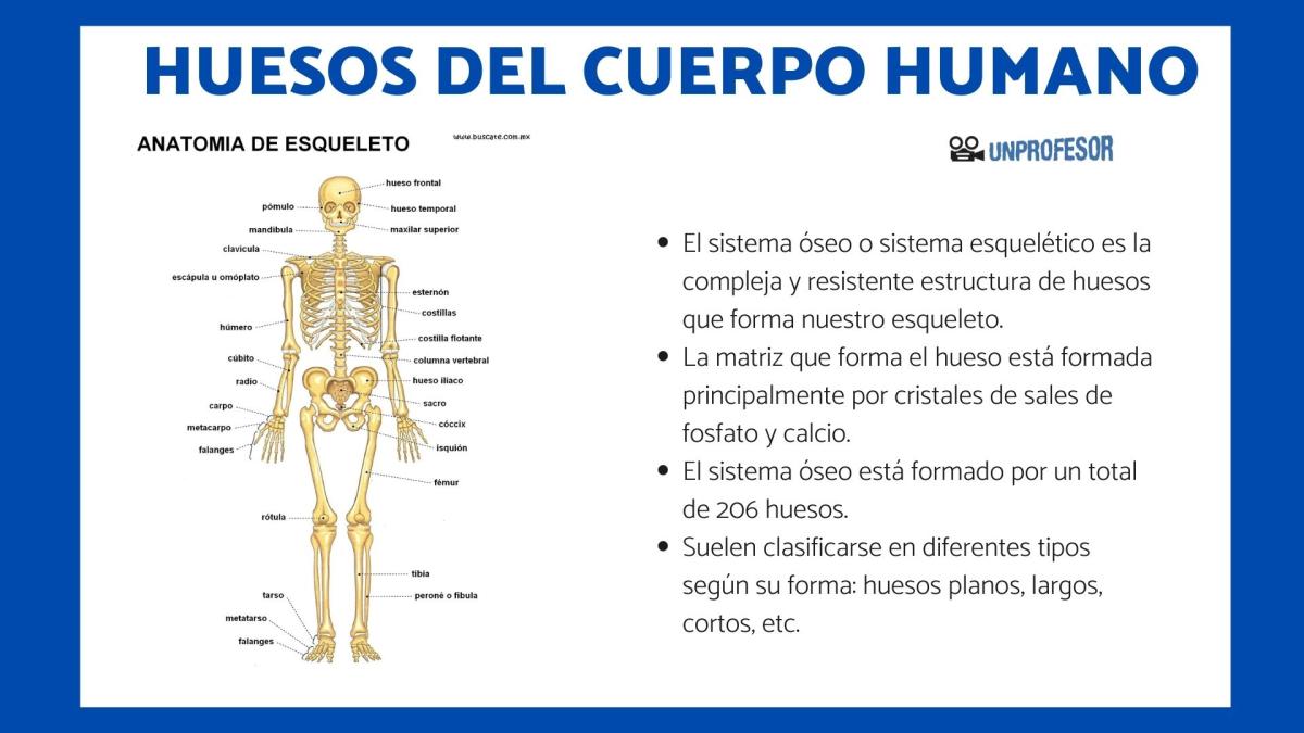Huesos del cuerpo humano y sus nombres