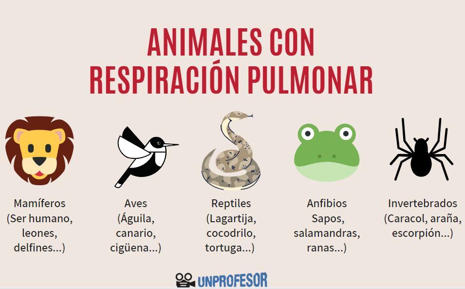 Los 5 tipos de RESPIRACIÓN ANIMAL - [RESUMEN + ESQUEMAS!!]