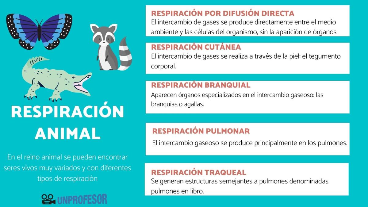 Tipos de respiración animal