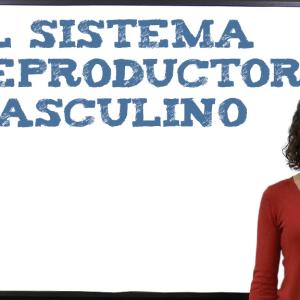 El sistema reproductor masculino