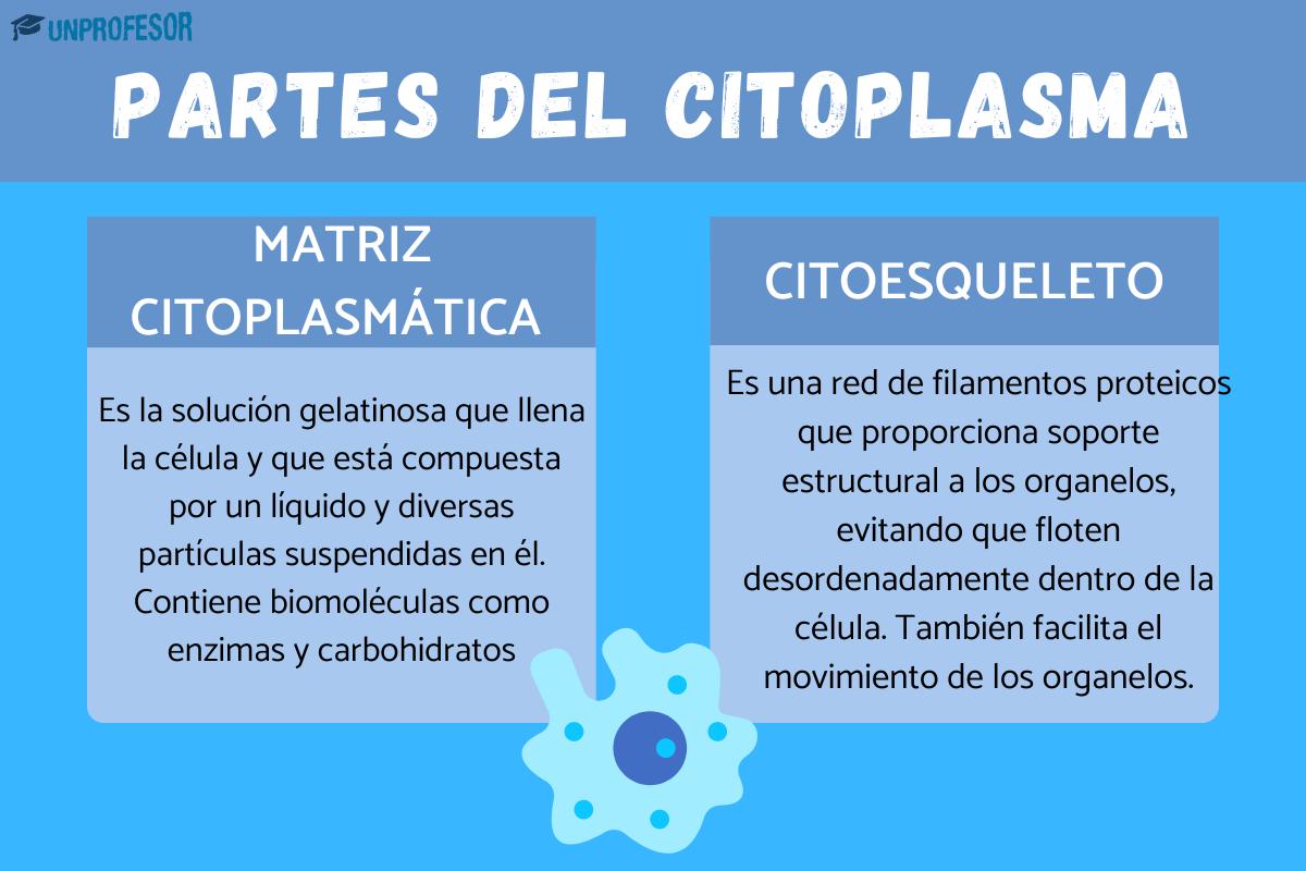 Qué es el citoplasma y sus partes