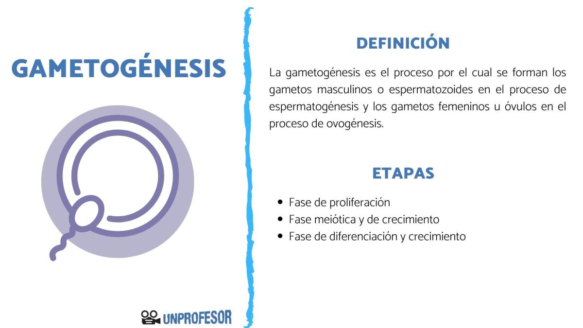 Qué es la gametogénesis y sus etapas