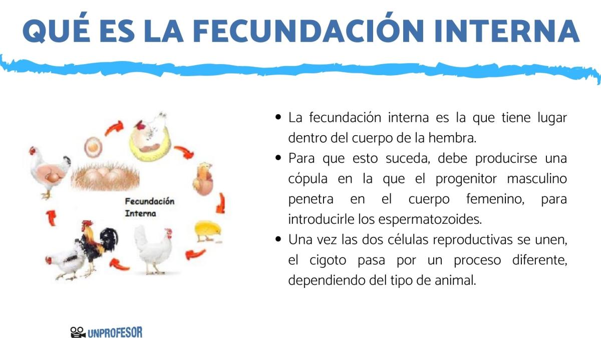 Qué es la fecundación interna - ejemplos