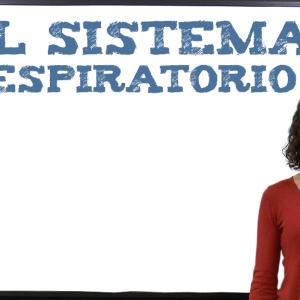 El sistema respiratorio