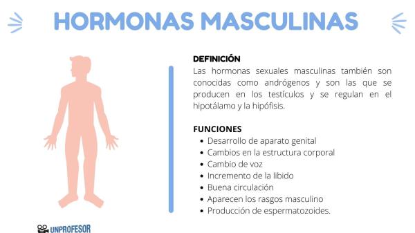 Tipos de hormonas sexuales - Hormonas sexuales masculinas
