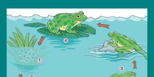 Metamorfosis de la rana: paso a paso