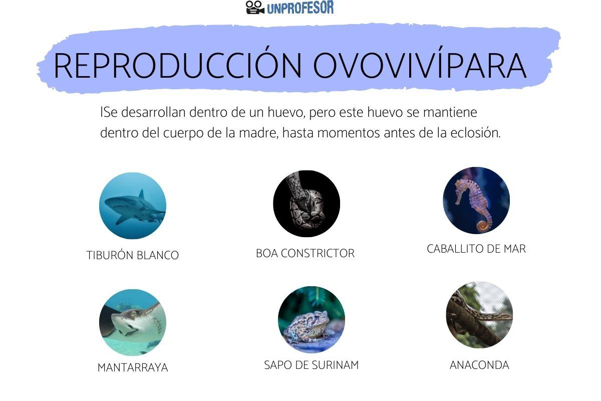 Reproducción ovovivípara: ejemplos de animales
