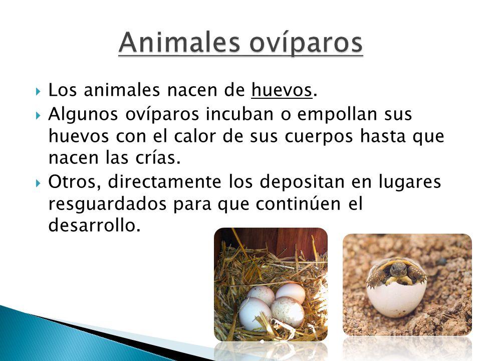 Animales OVÍPAROS definición y características ¡RESUMEN + IMÁGENES!