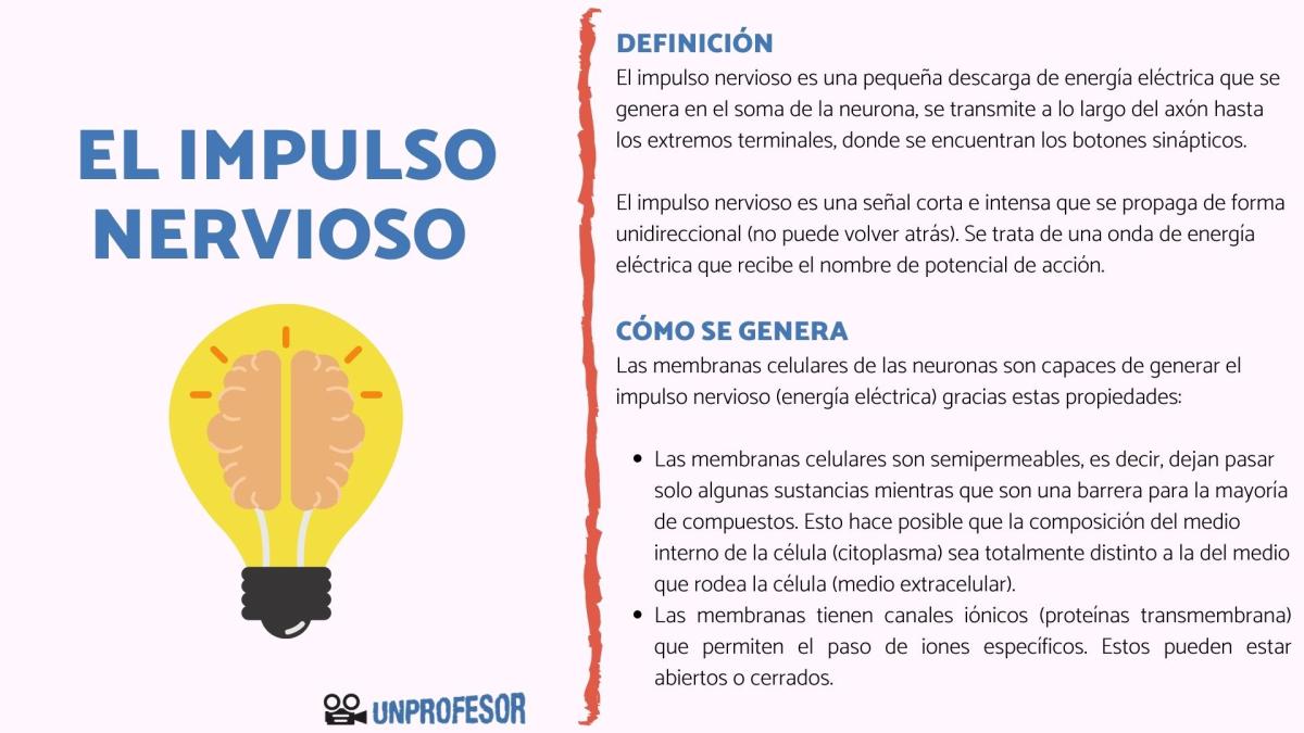 Qué es el impulso nervioso y cómo se propaga