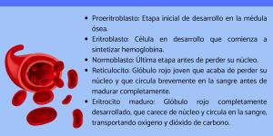 Glóbulos rojos: tipos