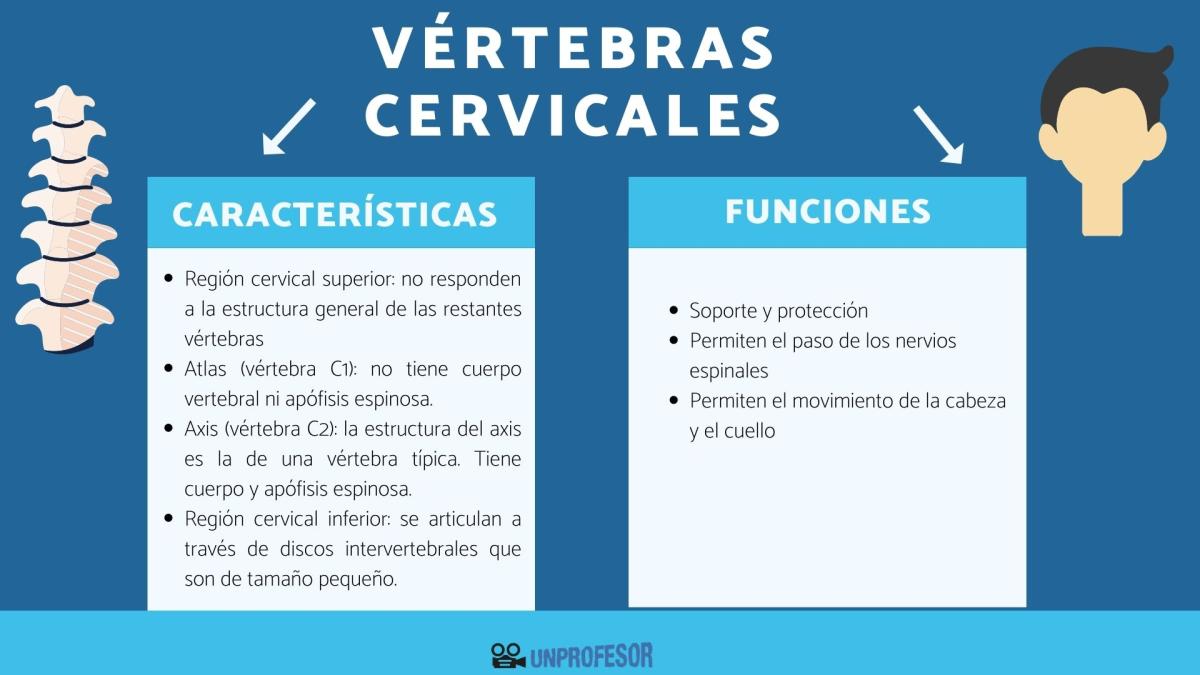 Vértebras cervicales: características y función