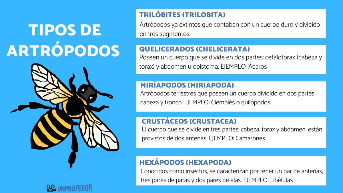 Tipos de artrópodos y sus características