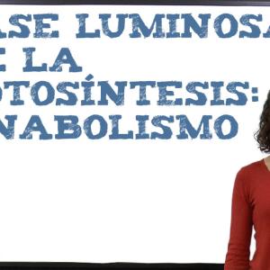 Fase luminosa de la fotosíntesis: anabolismo