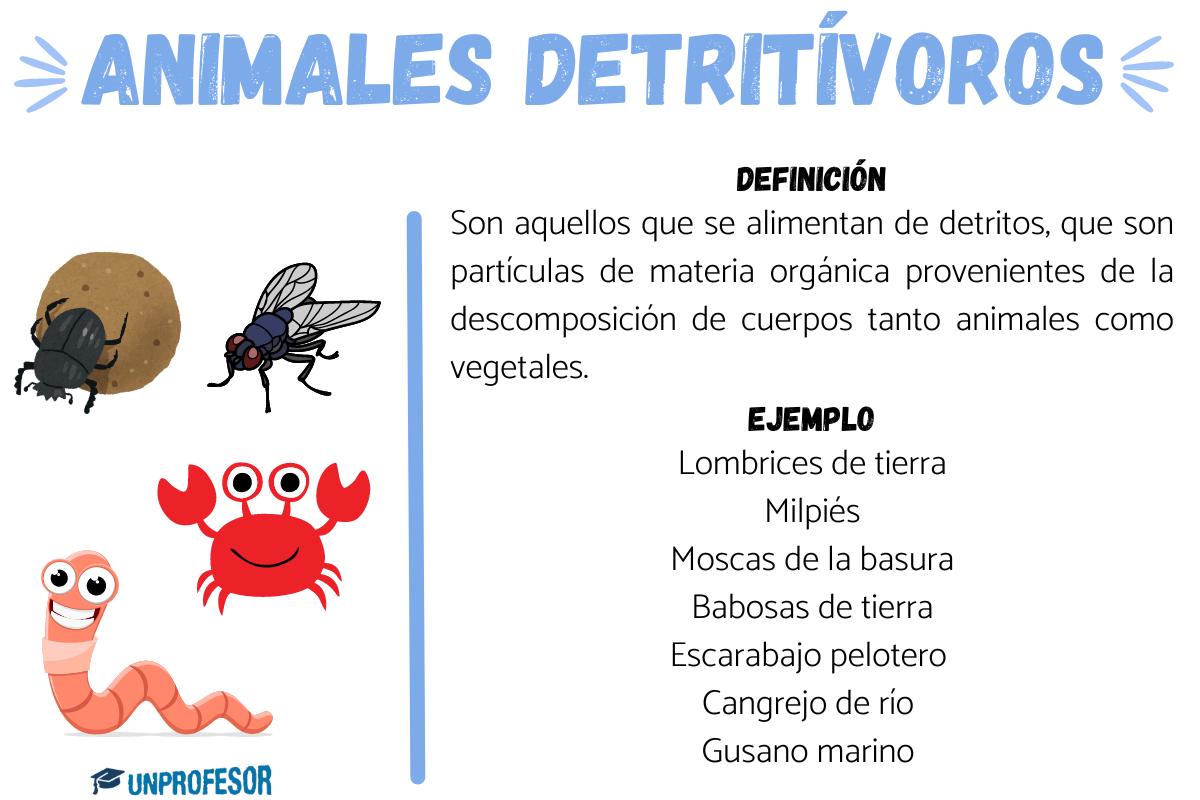 11 ejemplos de animales DETRITÍVOROS y características
