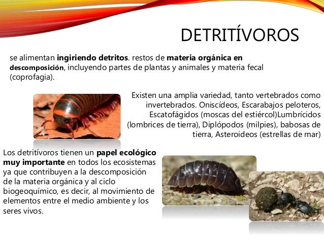 11 ejemplos de animales DETRITÍVOROS y características