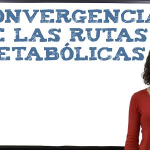 Convergencia de las rutas metabólicas