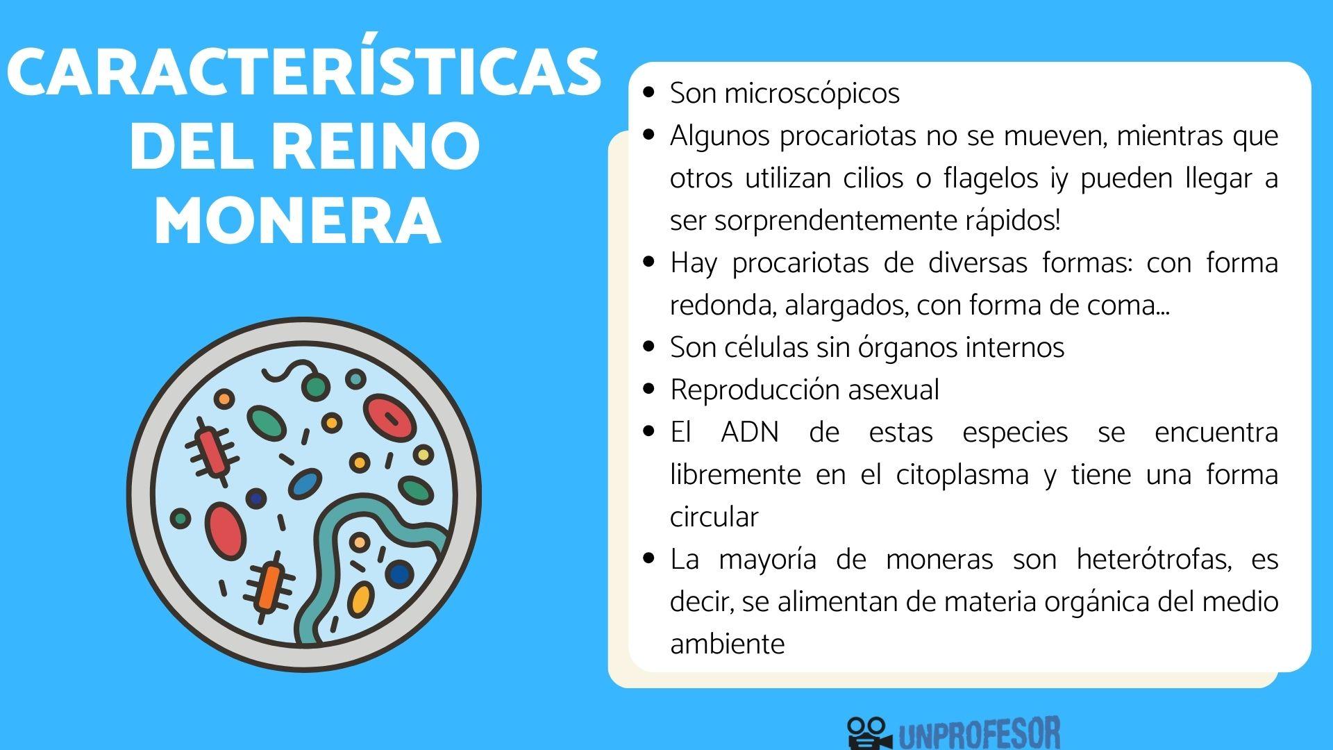 7 características del reino MONERA - y ejemplos!