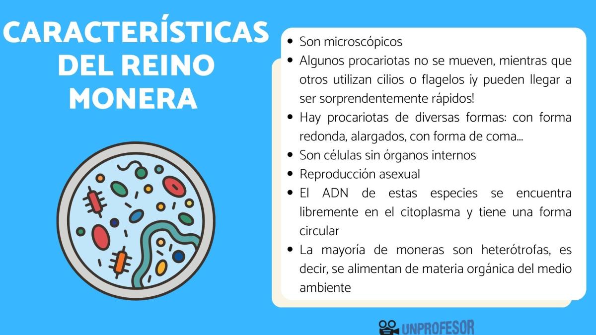 Reino monera: características y ejemplos