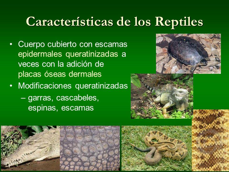 Reptiles: Definición, Características Y Ejemplos - ¡con ESQUEMA!