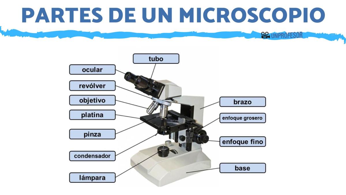 Las partes de un microscopio y su uso