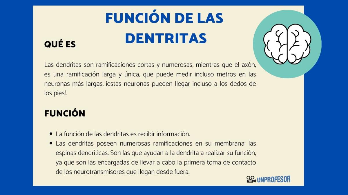 Función de las dendritas