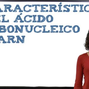 Características del ácido ribonucleico o ARN