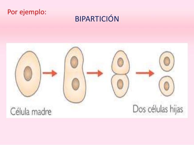 bacterias de fisión binaria