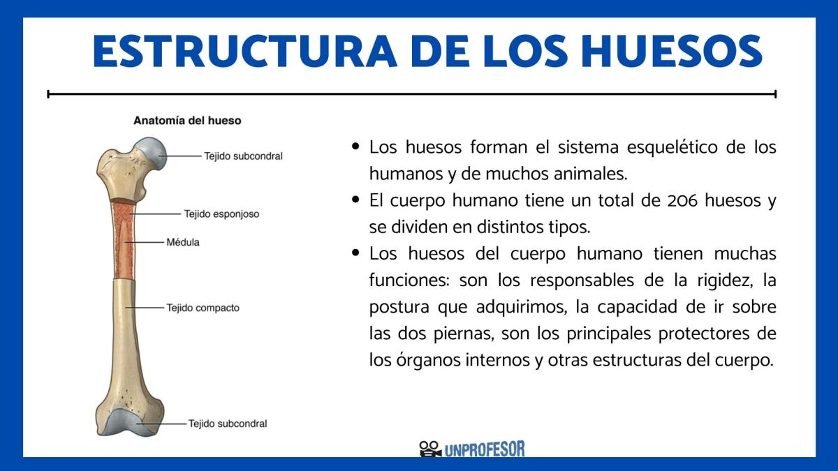 Estructura de los huesos