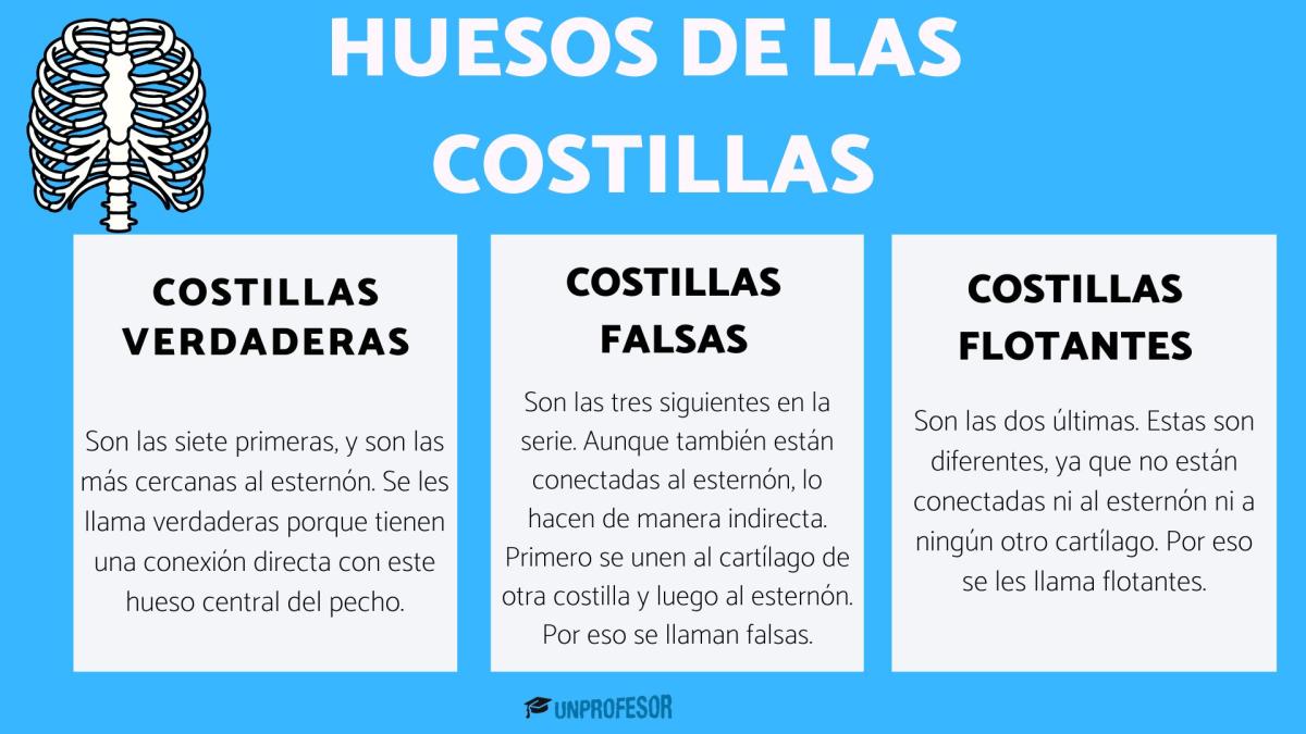 Huesos de las costillas y sus partes