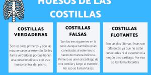 Huesos de las costillas y sus partes