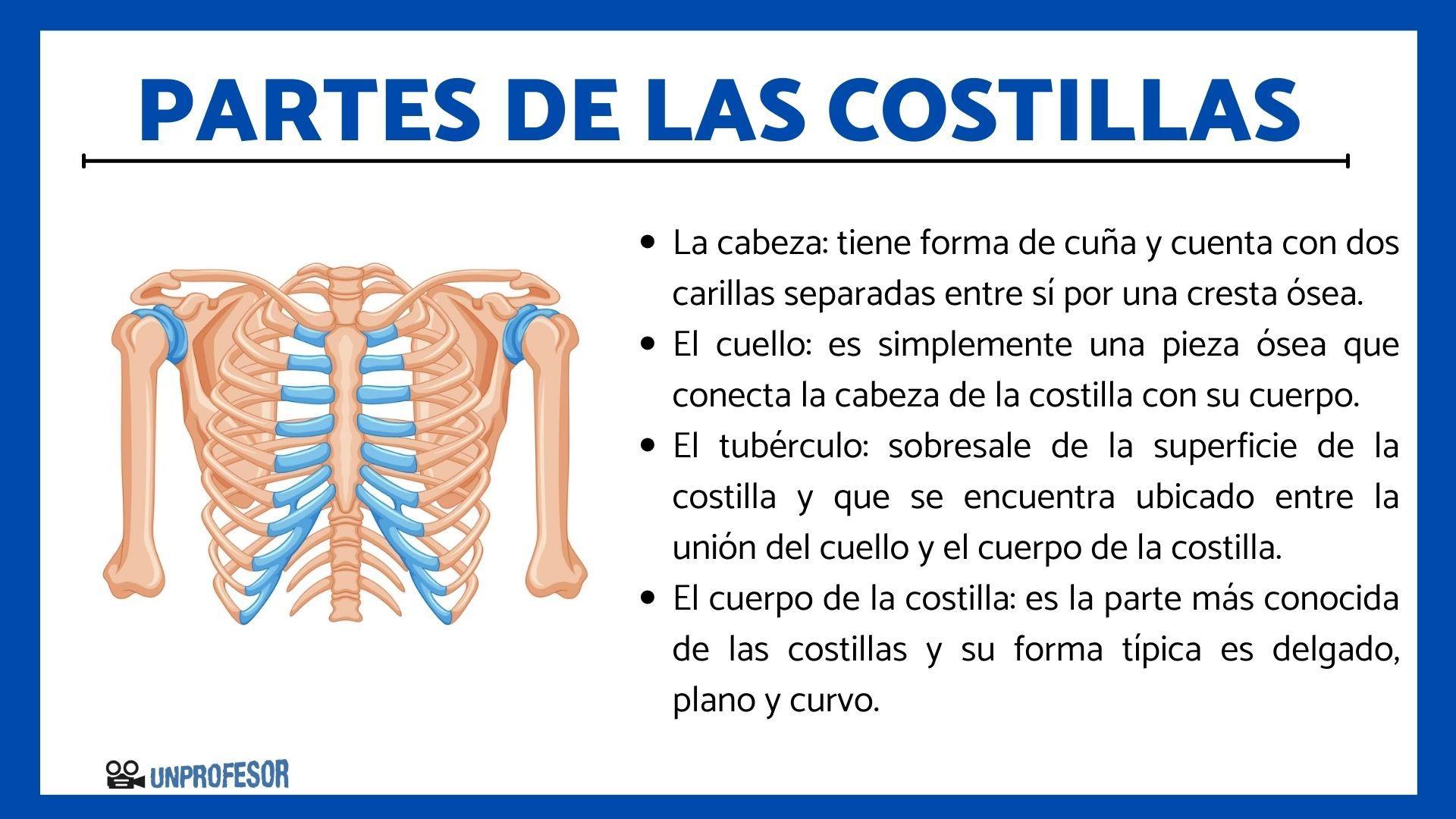 Que Tipo De Hueso Son Las Costillas