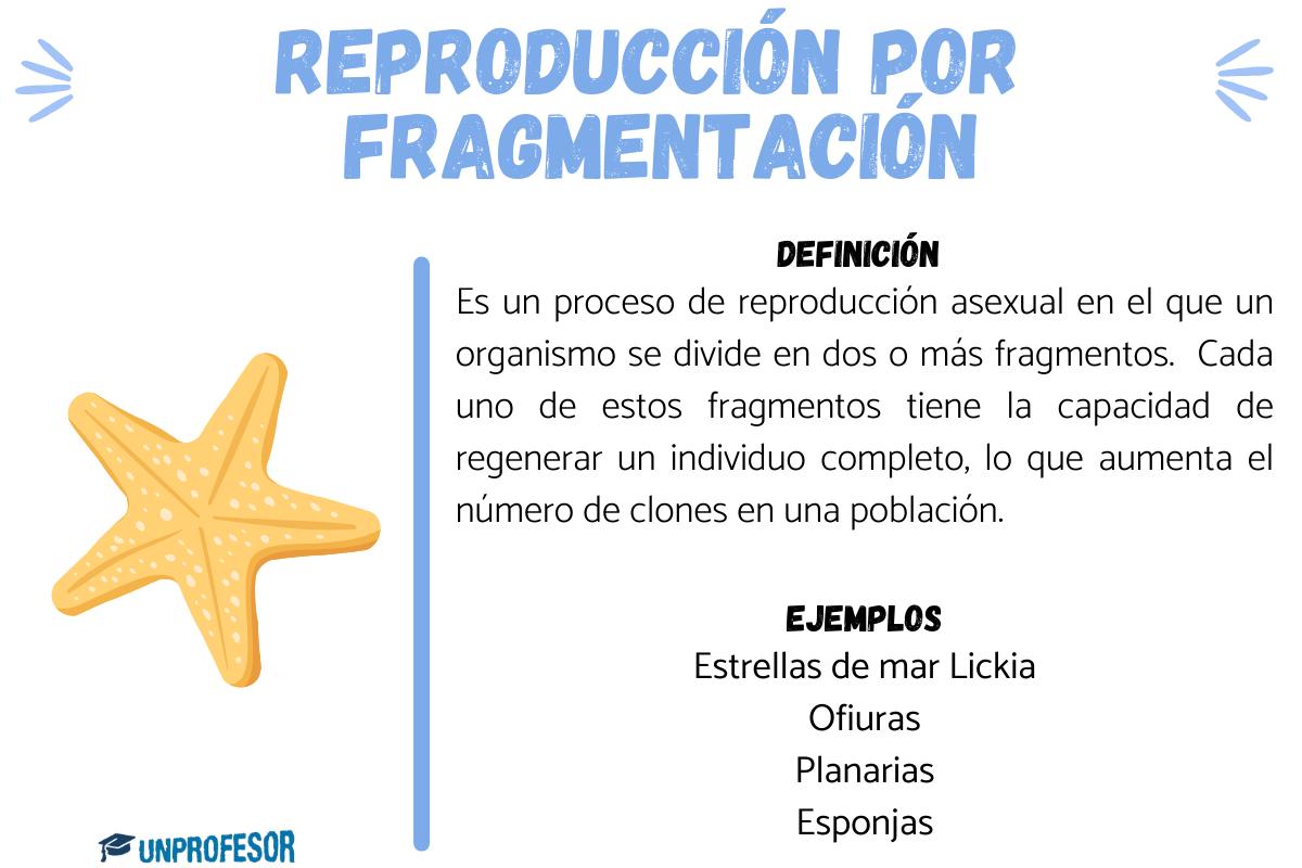 Reproducción por fragmentación - ejemplos