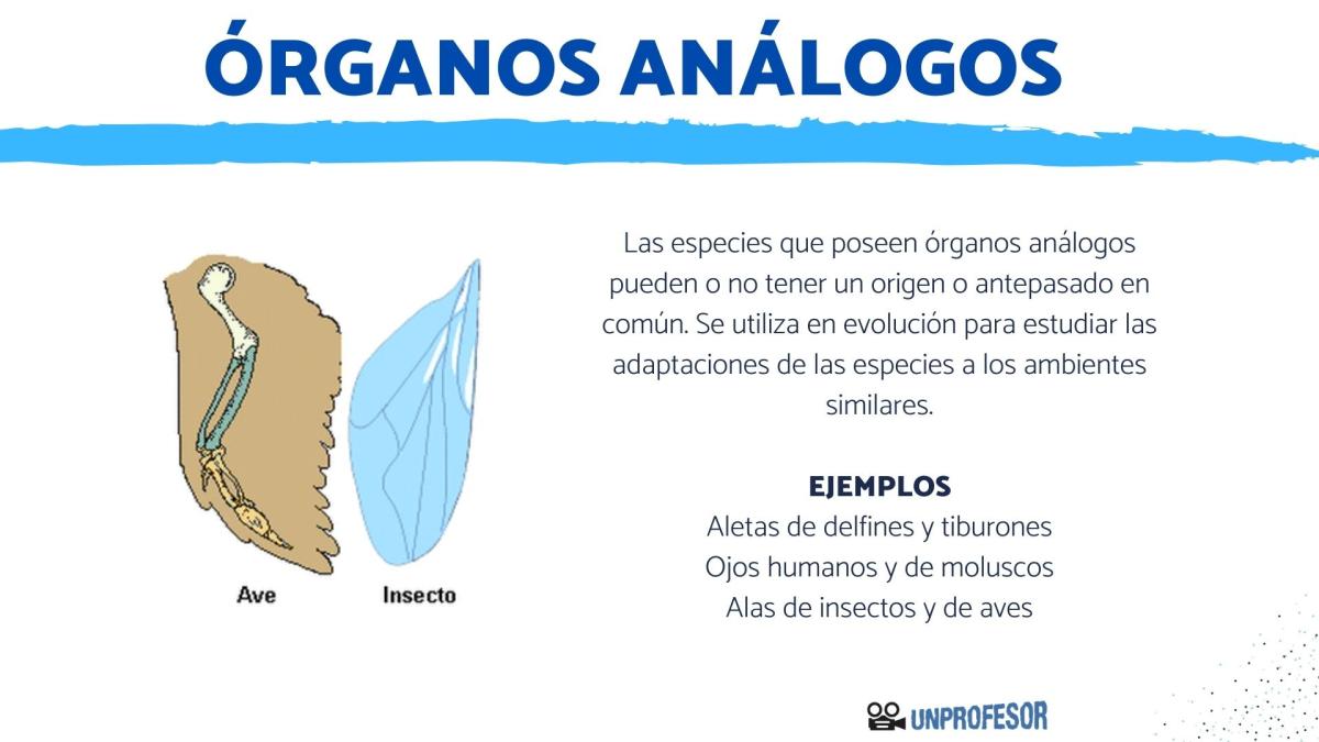 Órganos análogos: Características y ejemplos