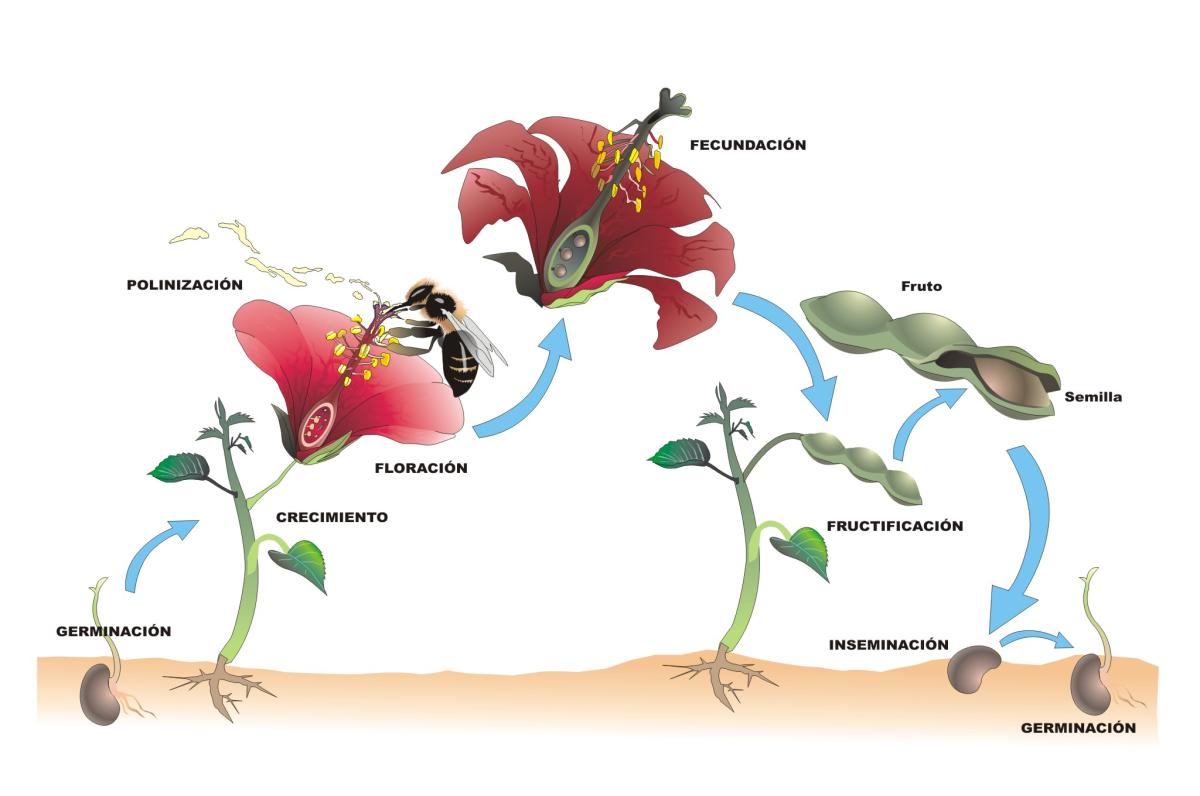 La reproducción de las plantas con flores