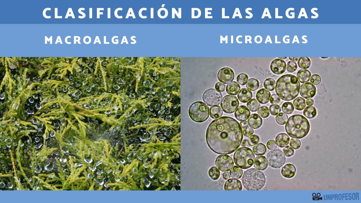 Clasificación de las algas