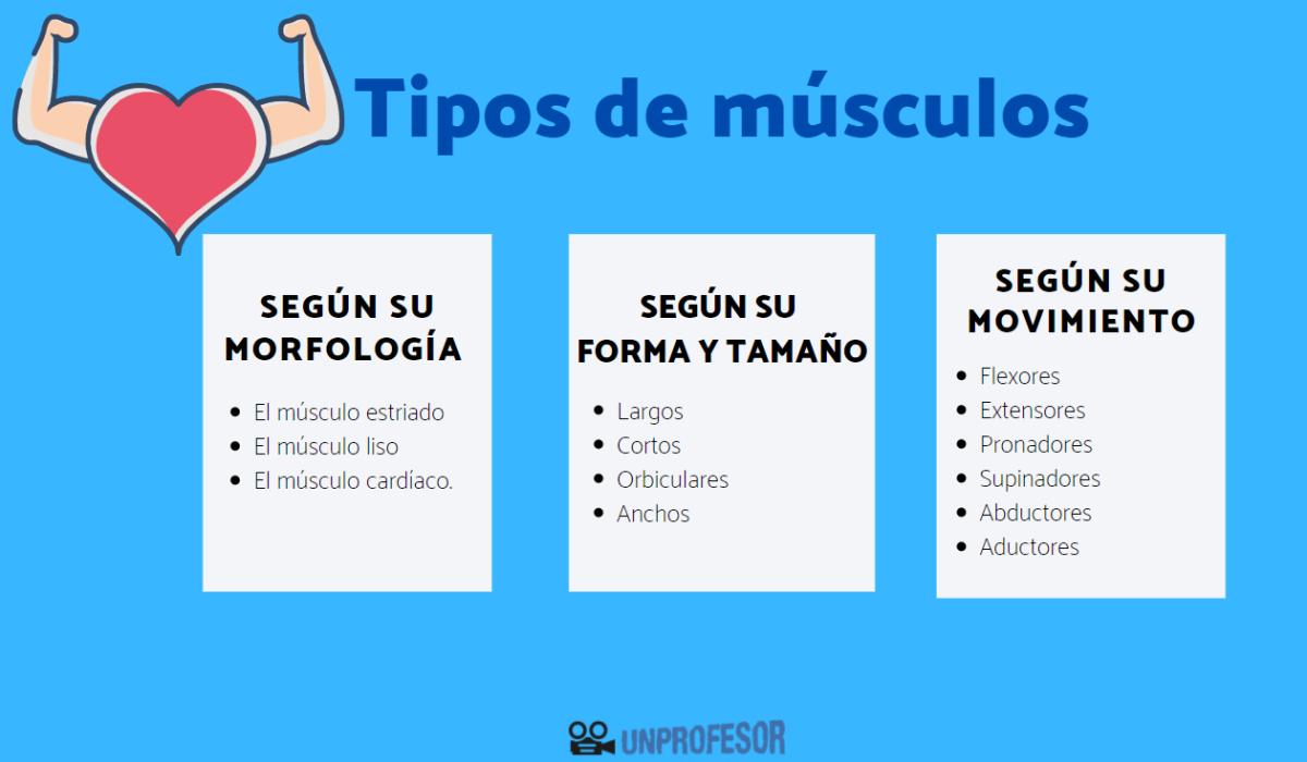 Tipos de músculos del cuerpo humano