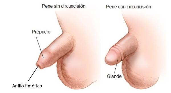 Partes del pene - El prepucio