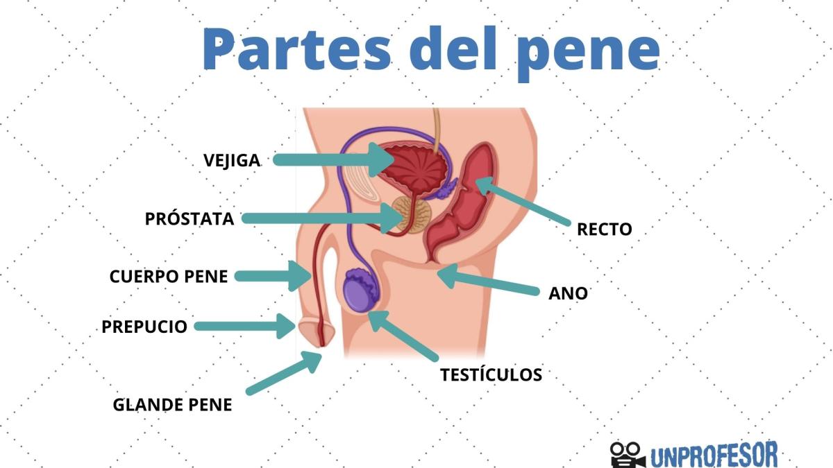 Partes del pene