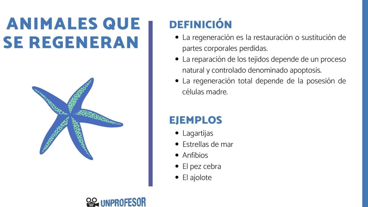 Los Increíbles Animales que Regeneran Partes de su Cuerpo