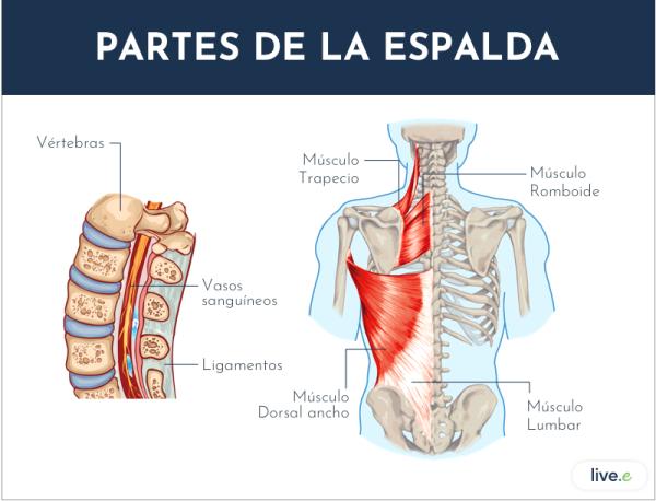 Diagrama De Anatom a De La Espalda Baja Diagrama De Anatom a De La Espalda Baja