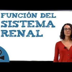 Función del sistema renal