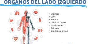 Cuáles son los órganos del lado izquierdo
