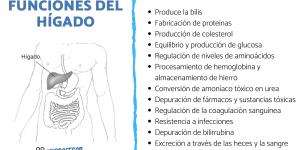 Función del hígado en el aparato digestivo