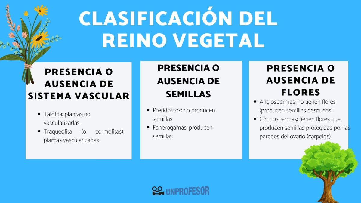 Clasificación de los vegetales