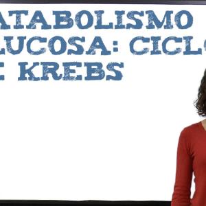 Catabolismo glucosa: ciclo de Krebs