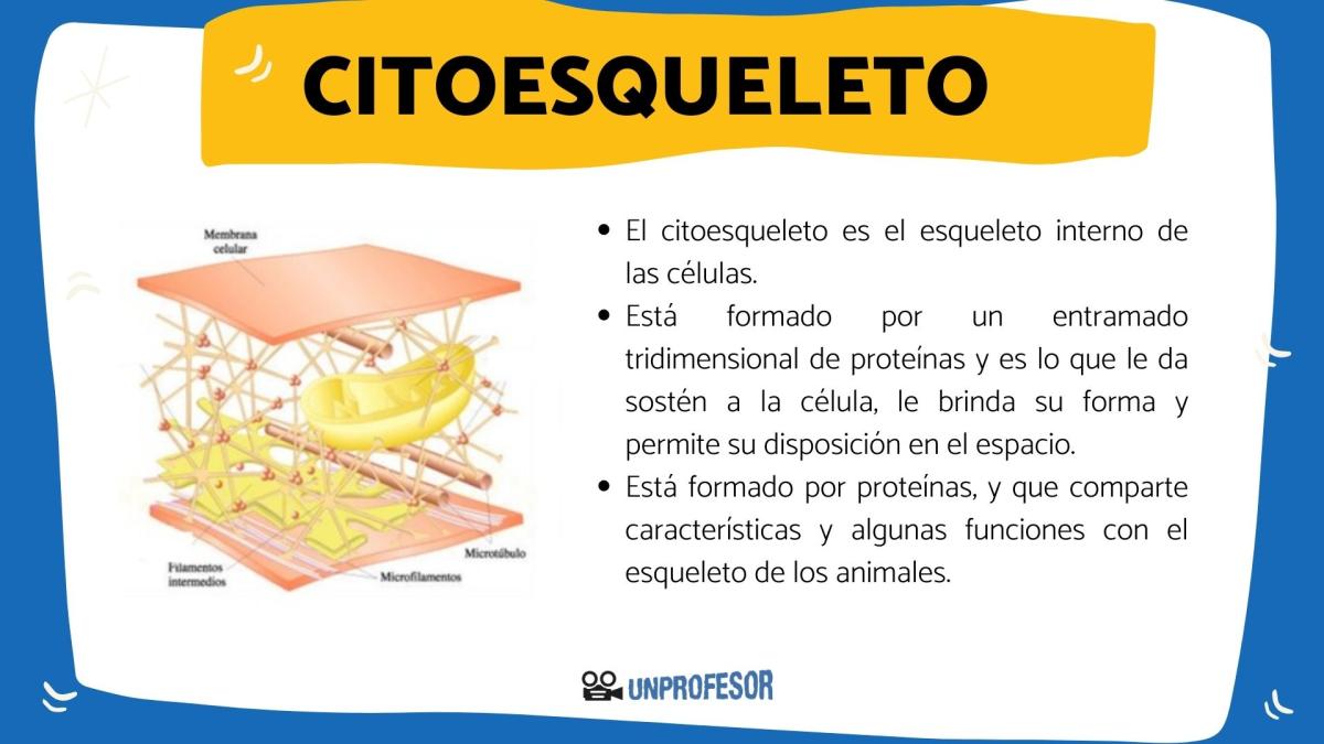 Qué es el citoesqueleto