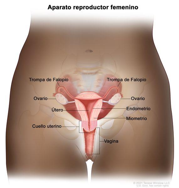 Cuáles son las partes del ovario de la mujer - A qué altura están los ovarios 