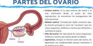 Cuáles son las partes del ovario de la mujer